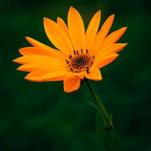 Meet your Posher, posh spice